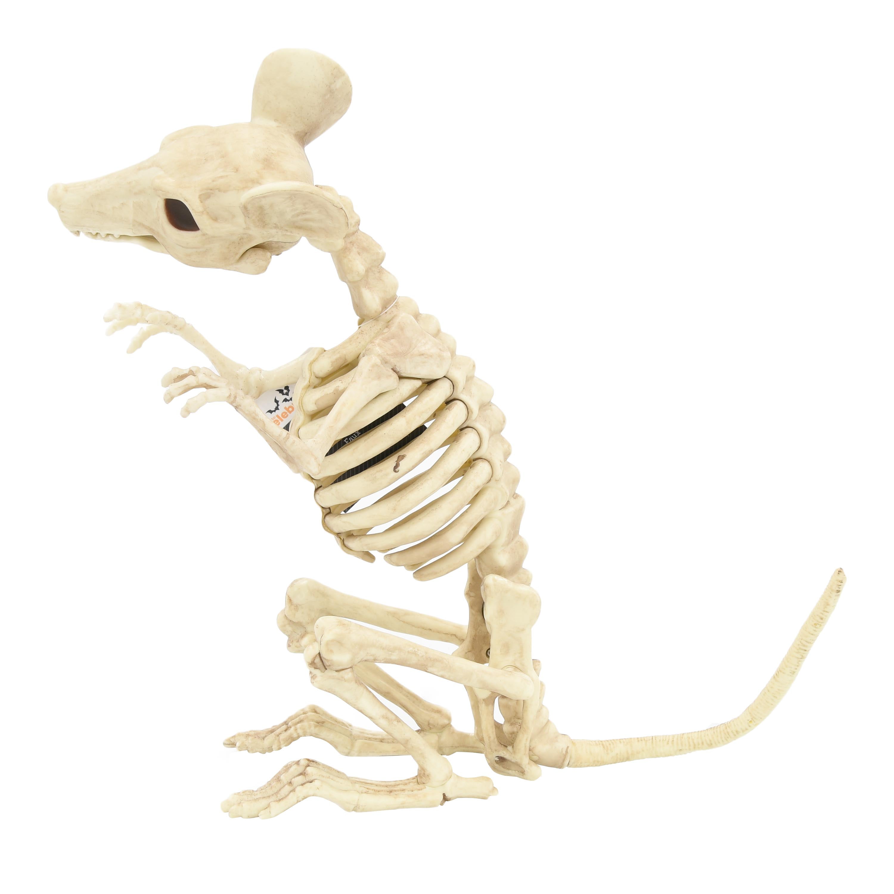 Halloween Animal Skeleton Assortment