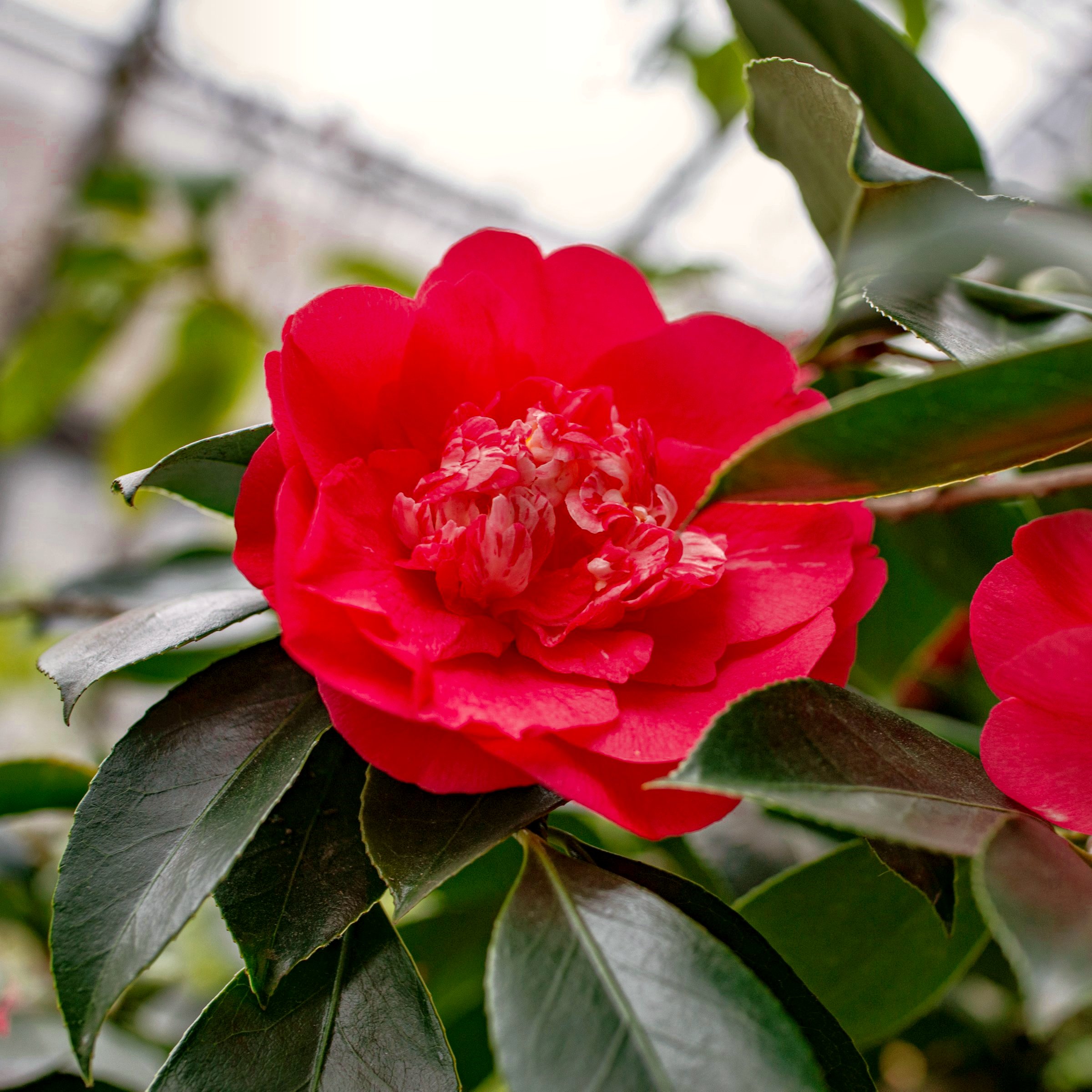 National Plant Network 1 gal. Camellia Japonica April Tryst Shrub