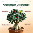 thumbnail image 2 of Desert Rose, Shade Plant for Gardens-Easy Grow-Low Maintenance-Ideal for Beds Borders, Plant Pots & Planters, 2 of 5