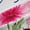 Pink Green White, variant on Homewish Chic Flower Daisy Black Out Curtains for Kids Children Teens,Red Ladybird Curtains Pack of 2 (42x63 Each),Abstract Watercolor Gradient Bedroom Curtains,Lightweight Room Decor