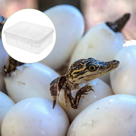 Raindrops Durable Plastic Reptile Egg Incubator with 16 Compartments Hatchery Box for Home