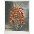 thumbnail image 3 of Robert John Thornton 15x18 Black Modern Framed Museum Art Print Titled - The Superb Lily (1799-1807), 3 of 5