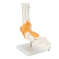 thumbnail image 4 of Modelo de estructura de esqueleto de hueso de tobillo de pie humano 1:1, modelo de articulación de pie con ligamentos, 4 of 14