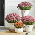thumbnail image 5 of Better Homes & Gardens 2.5G Tricolor Mum Perennial Outdoor Live Plant Full Sun in Grower Pot, 5 of 5