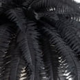 thumbnail image 2 of Nearly Natural Artificial Halloween Boston Ferns - 48" - Black - Set of 2, 2 of 4