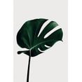 thumbnail image 2 of Artographie Studio 23x32 White Modern Wood Framed Museum Art Print Titled - Monstera Natural 02, 2 of 4