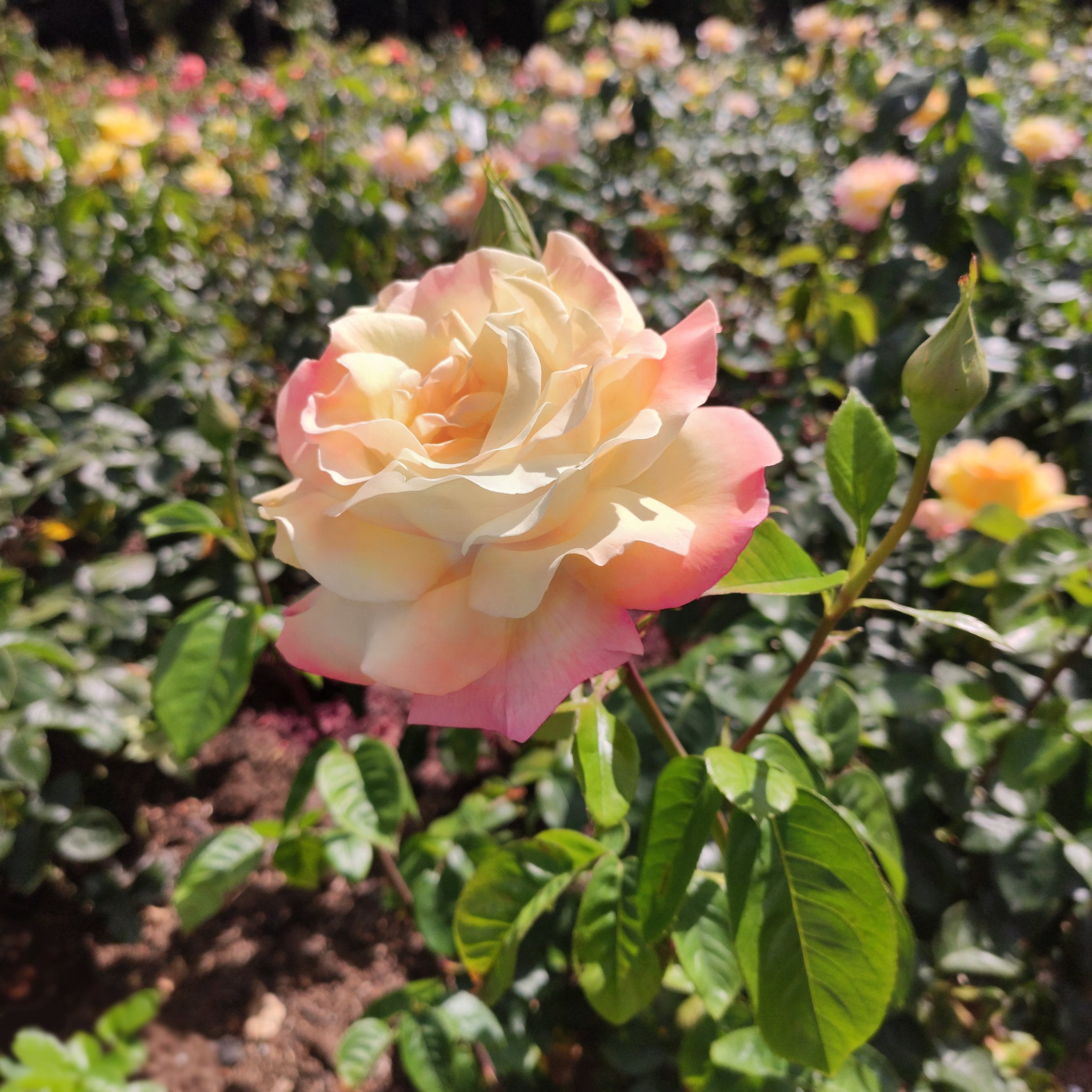 National Plant Network Bare Root Peace Rose