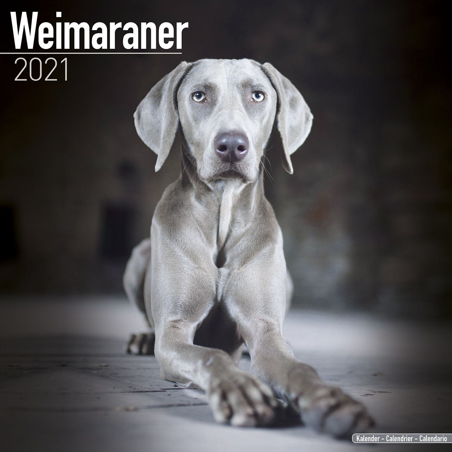 Weimaraner Calendar 2021 - Weimaraner Dog Breed Calendar - Weimaraner Weimaraner Calendar 2021 - Weimaraner Dog Breed Calendar - Weimaraner