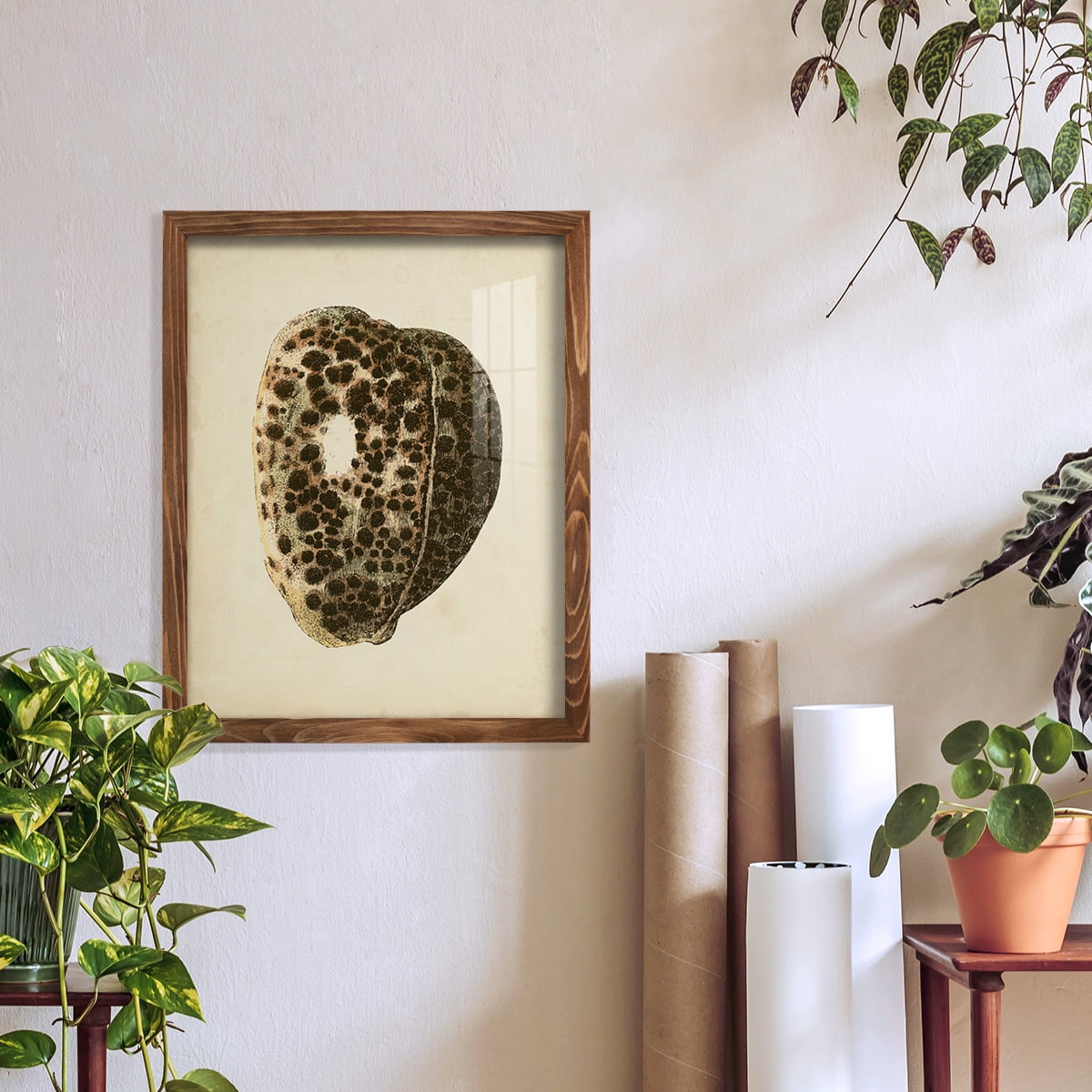 Sealife Collection III - Framed Print w/glass - Walnut
