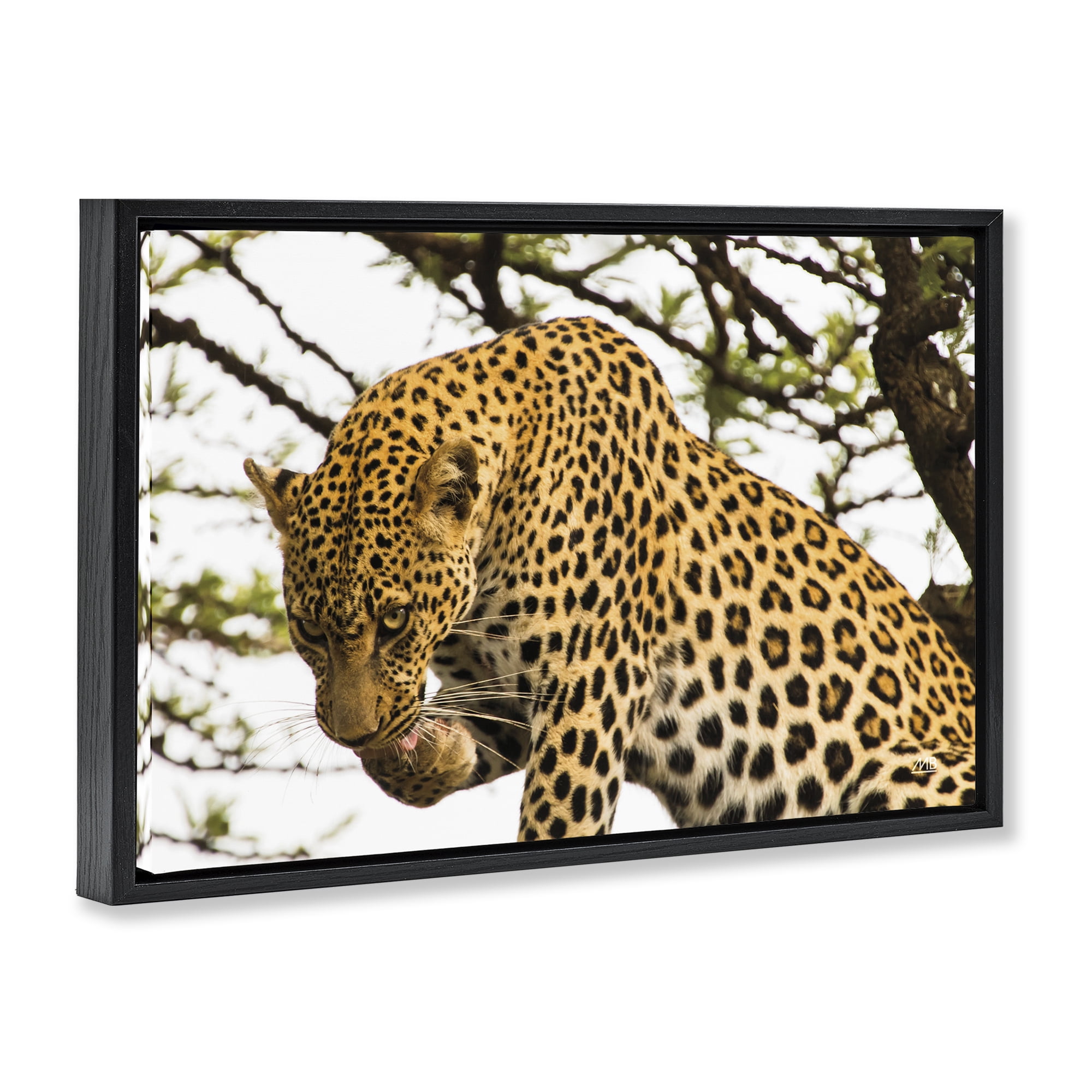 Stupell Industries Leopard After Lunch Animals Photography Black Floater Framed Canvas Art Print Wall Art, 31 x 21