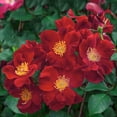 thumbnail image 2 of Top Gun Dormant Bare Root Shrub Rose, Includes one dormant plant per order, 2 of 4