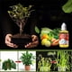 thumbnail image 1 of Suplemento potenciador de crecimiento vegetal | Solución nutritiva universal concentrada de 50ml para enraizamiento rápido, plantas más fuertes, flores mejores | Soporta árboles frutales, 1 of 9