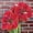 Magical Touch, variant on Vigorous Amaryllis Bulbs-Low Maintenance for Winter Blooms-Ideal for Indoor, Plant Pots & Planters