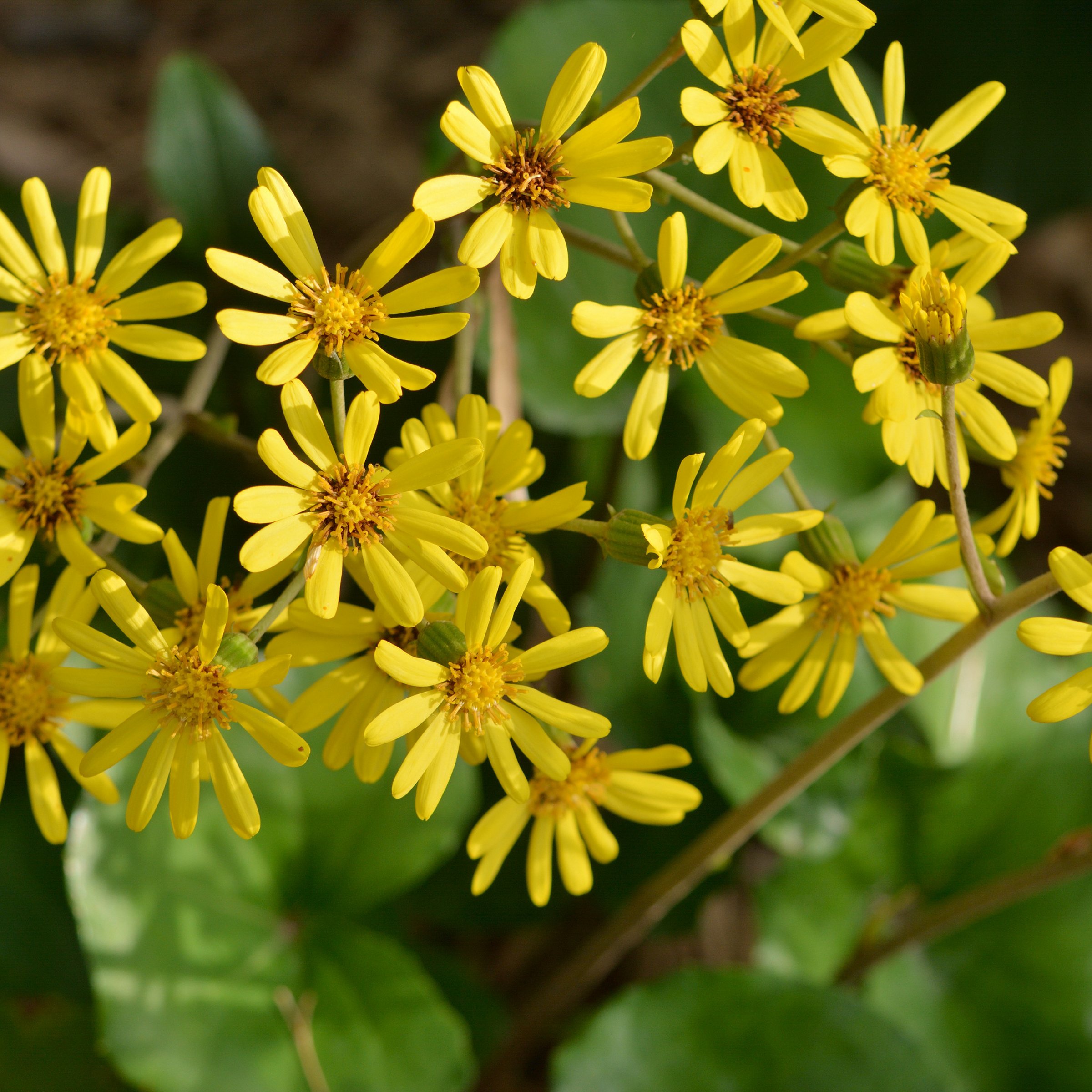 National Plant Network 1 gal. Farfugium Giganteum Tractor Seat Perennial Plant