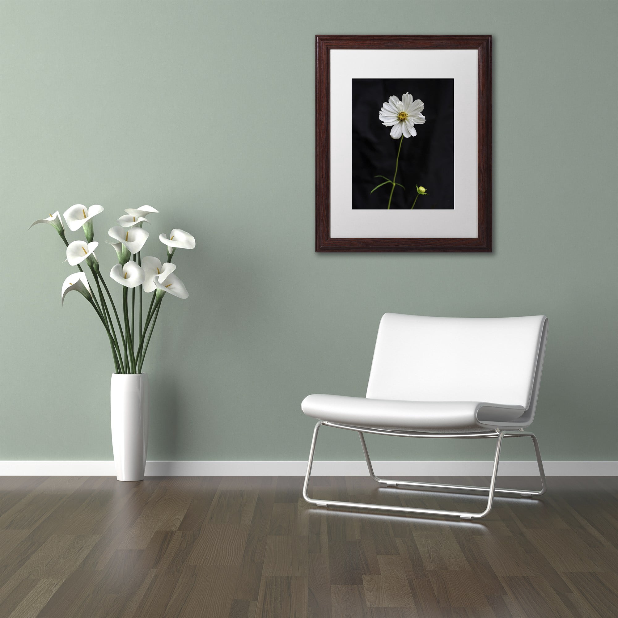 Trademark Fine Art "White Cosmos on Black" Canvas Art by Kurt Shaffer, White Matte, Wood Frame