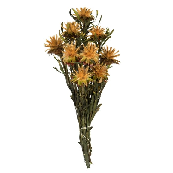 Vickerman 8-20" Aspen Gold Plumosum, Female, 8 flower heads per bundle, Preserved