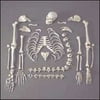 Disarticulated Skeleton - One-Half Set