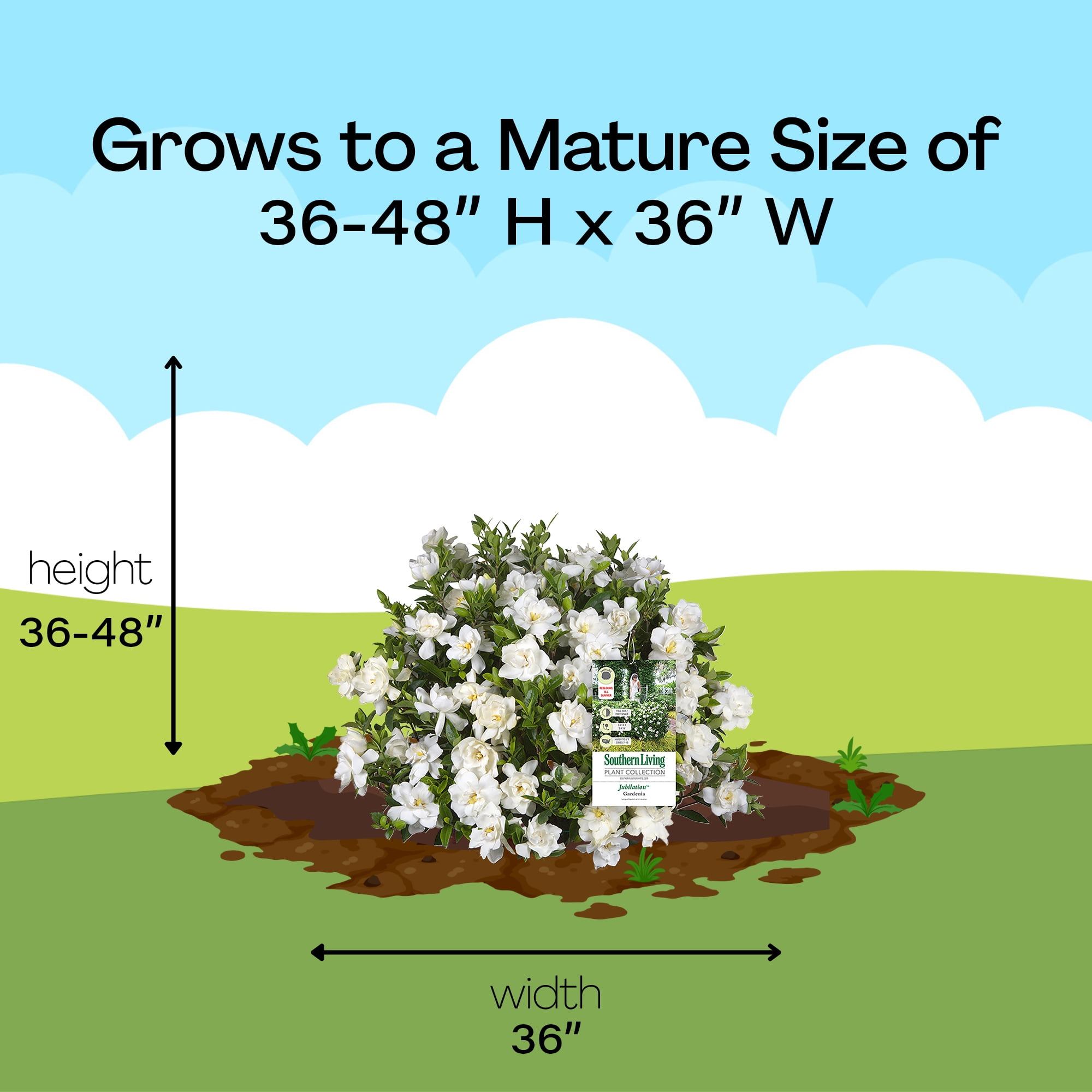 Southern Living Jubilation Gardenia Live Shrub in 2-Gallon Grower Pot