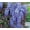 Purple Wisteria, variant on Live Tree Seedling for Planting - Grow Live Tree Plants - No Ship to California (Purple Wisteria)
