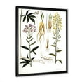 thumbnail image 2 of Designart 'Ancient Plant Life VIII' Farmhouse Framed Art Print, 2 of 4