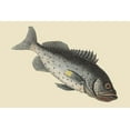 thumbnail image 1 of Rock Fish-Fine Art Canvas Print (20" x 30"), 1 of 1