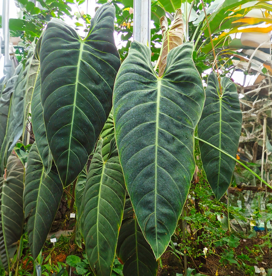 Philodendron Melanochrysum Live Plant, 5–9 Inch Tall Tropical Houseplant Starter, Velvety Dark Green Foliage for Indoor Growing