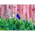 thumbnail image 2 of Gulin, Sylvia 18x15 Black Ornate Wood Framed with Double Matting Museum Art Print Titled - USA-Washington State-Kamiak Butte-Palouse Bearded Iris along side a wooden barn, 2 of 4