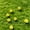 Yellow, variant on 50 Piece Glow in The Dark Mini Mushroom Ornament Set - 6 Styles Resin Luminous Decorations for Garden Potted Plants Terrariums Fish Tank and Home DIY Craft Project - Small Fairy Figurines
