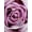 Lavender, variant on Everlasting Elegance: Real Rose Resin Necklace (Unique Gift for Her)