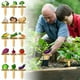 thumbnail image 1 of Wooden Vegetable Plant Label Set | 15-Pack Natural Boxwood Garden Markers | Simple Cartoon Vegetable Pattern | Includes Vegetable Names | Decorative & Durable Plant Stakes, 1 of 9