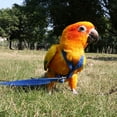 thumbnail image 3 of Cute Soft Portable Outdoor Training Toy Adjustable Bird Supplies Bird Leash Parrot Harness Traction Strap Pet Training Rope BLACK L, 3 of 8