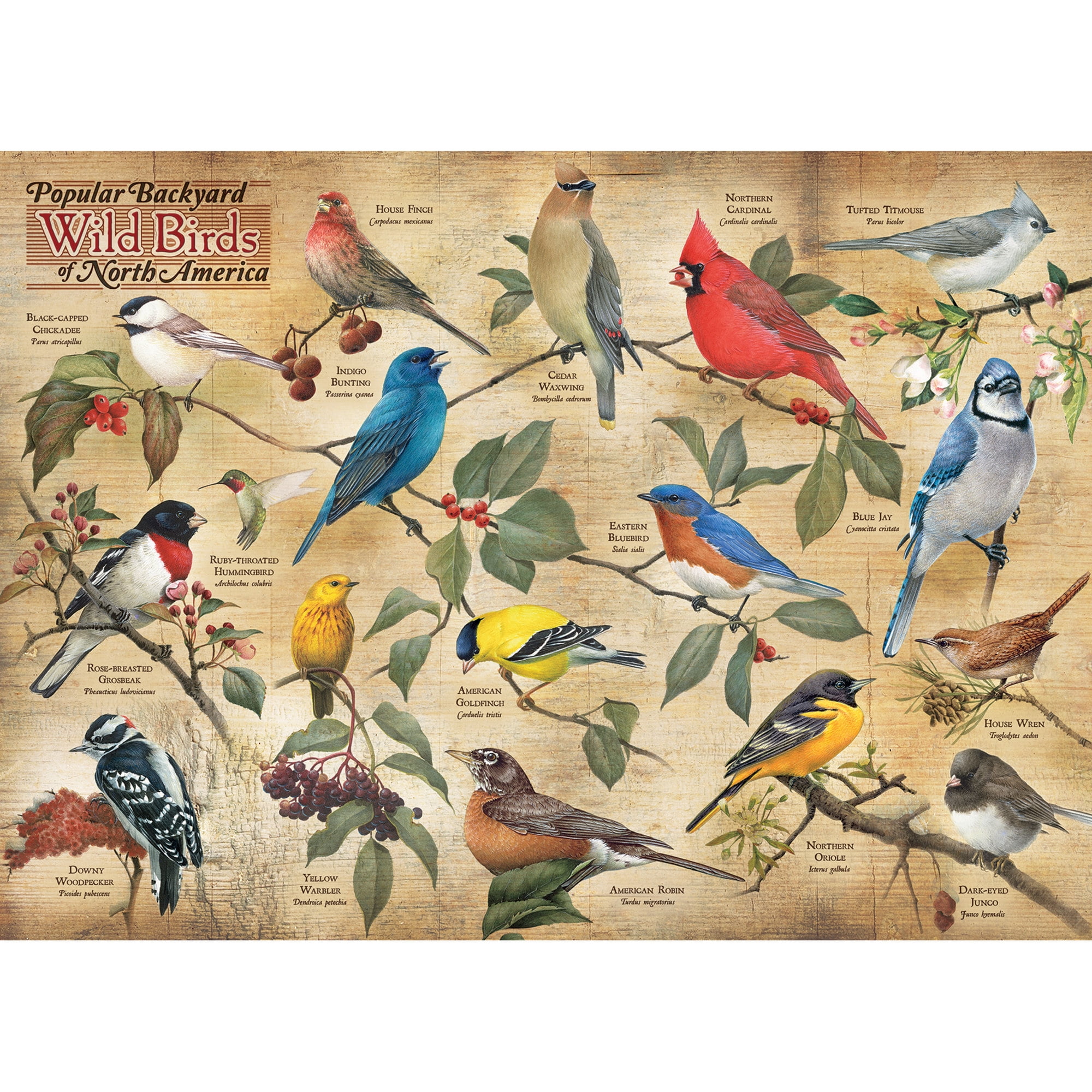 Cobble Hill 1000 Piece Puzzle: Popular Backyard Wild Birds of North America - Reference Poster Included, High Quality
