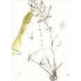 thumbnail image 2 of Goldberger, Jennifer 24x32 Black Ornate Wood Framed with Double Matting Museum Art Print Titled - Under Sea Forest VIII, 2 of 4