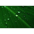 thumbnail image 2 of Jenny Rainbow Fine Art 32x23 Black Ornate Wood Framed with Double Matting Museum Art Print Titled - Rain Drops On Green Leaf Macro, 2 of 4