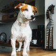 thumbnail image 5 of Set de collar y correa para perros EXPAWLORER Classic Plaid para mascotas, 5 of 5