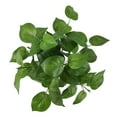 thumbnail image 5 of (2 pack) Mainstays 15.5" Artificial Bush, Peperomia Plant, Green Color. Indoor Use. Pot Not Included., 5 of 9
