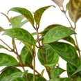 thumbnail image 4 of Lipstick Black Pagoda, 4" Pot, Indoor Houseplant, Easy Care, Live Plant for Indoor & Outdoor, 4 of 7