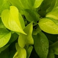 thumbnail image 6 of American Plant Exchange Neon Pothos, 6-Inch Pot, Bright Chartruse Foliage, Live Vining Houseplant, 6 of 6