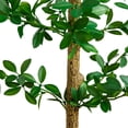 thumbnail image 3 of Nearly Natural 5ft. Artificial Shady Lady Black Olive Tree, 3 of 6