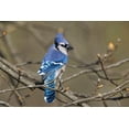 thumbnail image 2 of Jones, Adam 18x13 White Modern Wood Framed Museum Art Print Titled - Blue jay, 2 of 4