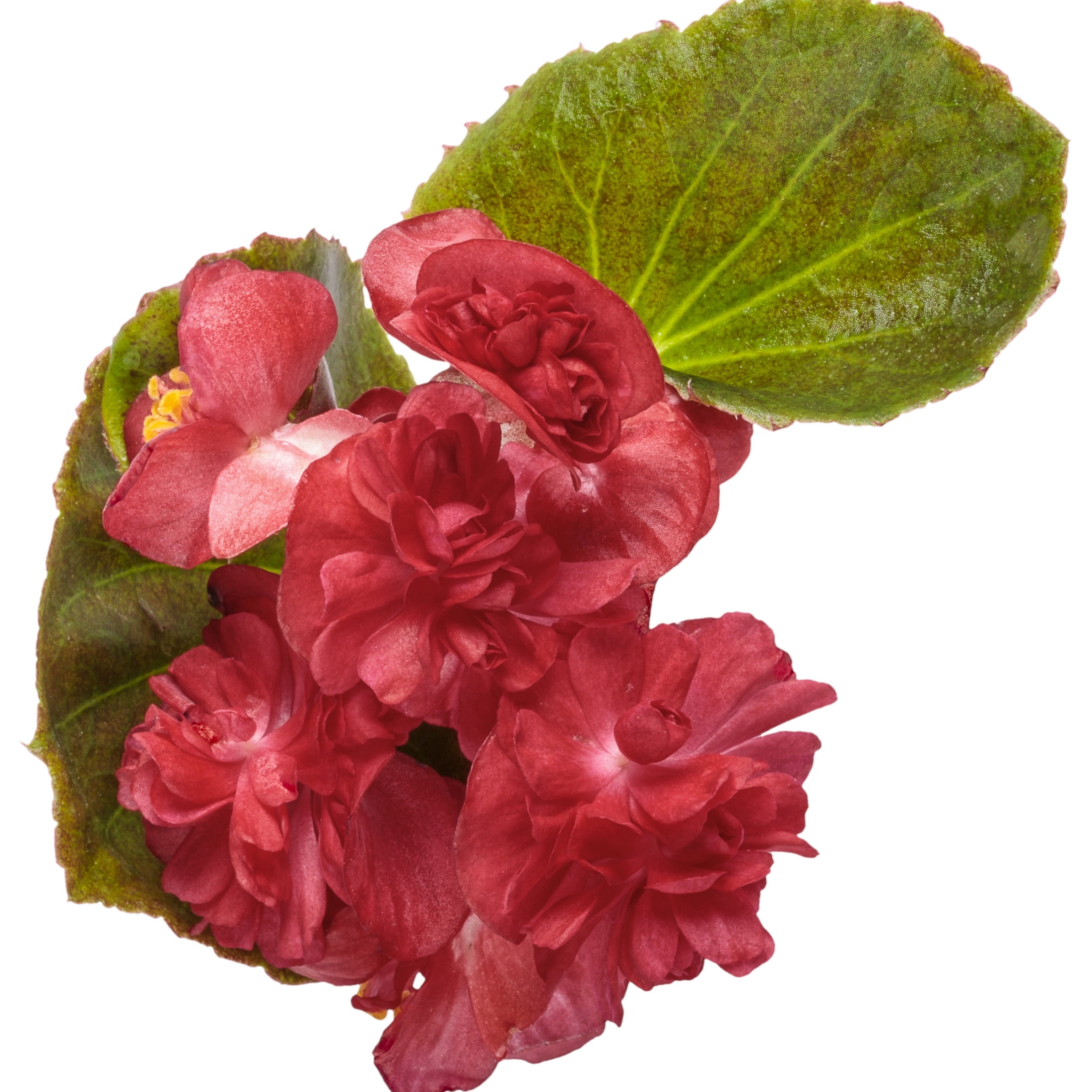 Proven Winners 4" Double Up Red Begonia Live Plant in 4.25" Pot (4 Count)
