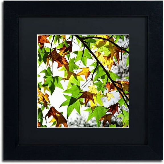 Trademark Fine Art "First Signs" Canvas Art by Beata Czyzowska Young, Black Matte, Black Frame