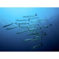 thumbnail image 3 of Jager, Henry 24x19 Black Modern Framed Museum Art Print Titled - Barracudas, 3 of 5