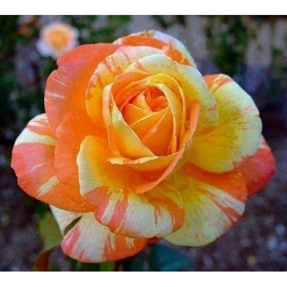 10 Orange White Rose Seeds Flower Bush Perennial Flowers Seeds