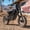 Black—14"/12" wheel, variant on Qronge Electric Dirt Bike for Adults 50 mph Max Speed X1 Spark E-Bike 4500W Peak Mid-Drive Motor 60V 28.8AH Battery up to 60Miles Range off Road Ebike 17"/14" Fat Tire E-Mountain Bike, UL2849 by SGS