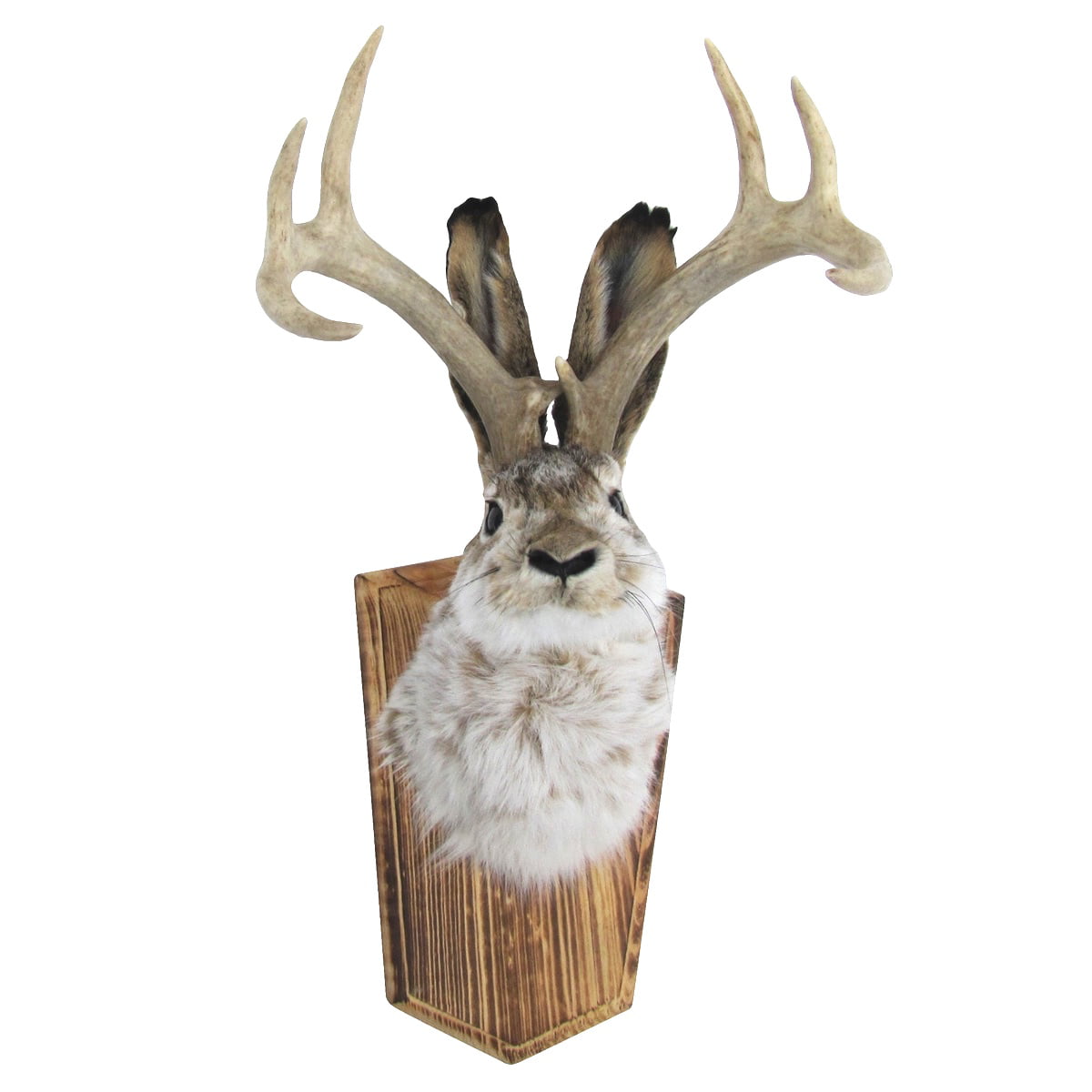 Bailey Jackalope Shoulder Head Mount Taxidermy Mounted 4 Point Antlers Professionally Done