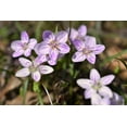 thumbnail image 3 of 20 VIRGINIA SPRING BEAUTY Claytonia Virginica Eastern Fairy Pink Striped Native Grass Shade Flower Herb Seeds, 3 of 9