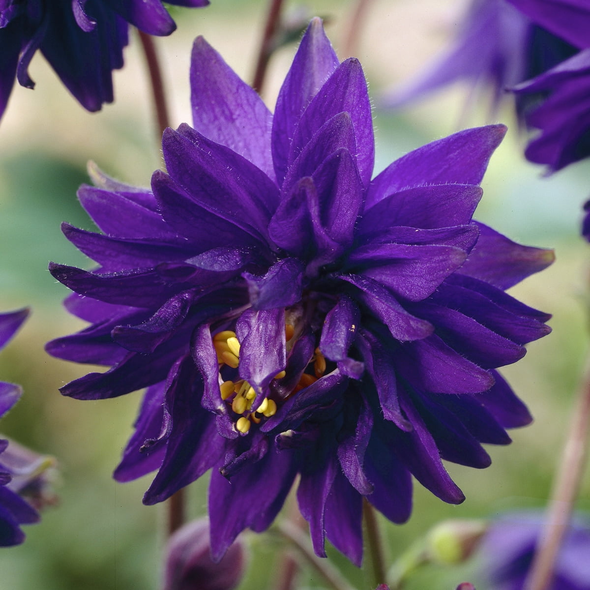 Van Zyverden Aquilegia Columbine Artisian Blend Set of 8 Plant Roots Multicolor Partial Sun Perennial Pollinator 1 lb