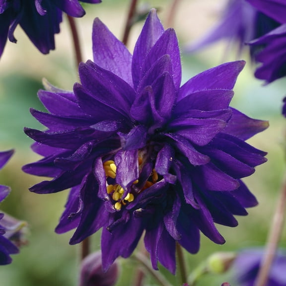 Van Zyverden Aquilegia Columbine Blue Barlow 5 Plant Roots Blue Partial Sun Deer Resistant 1 lb