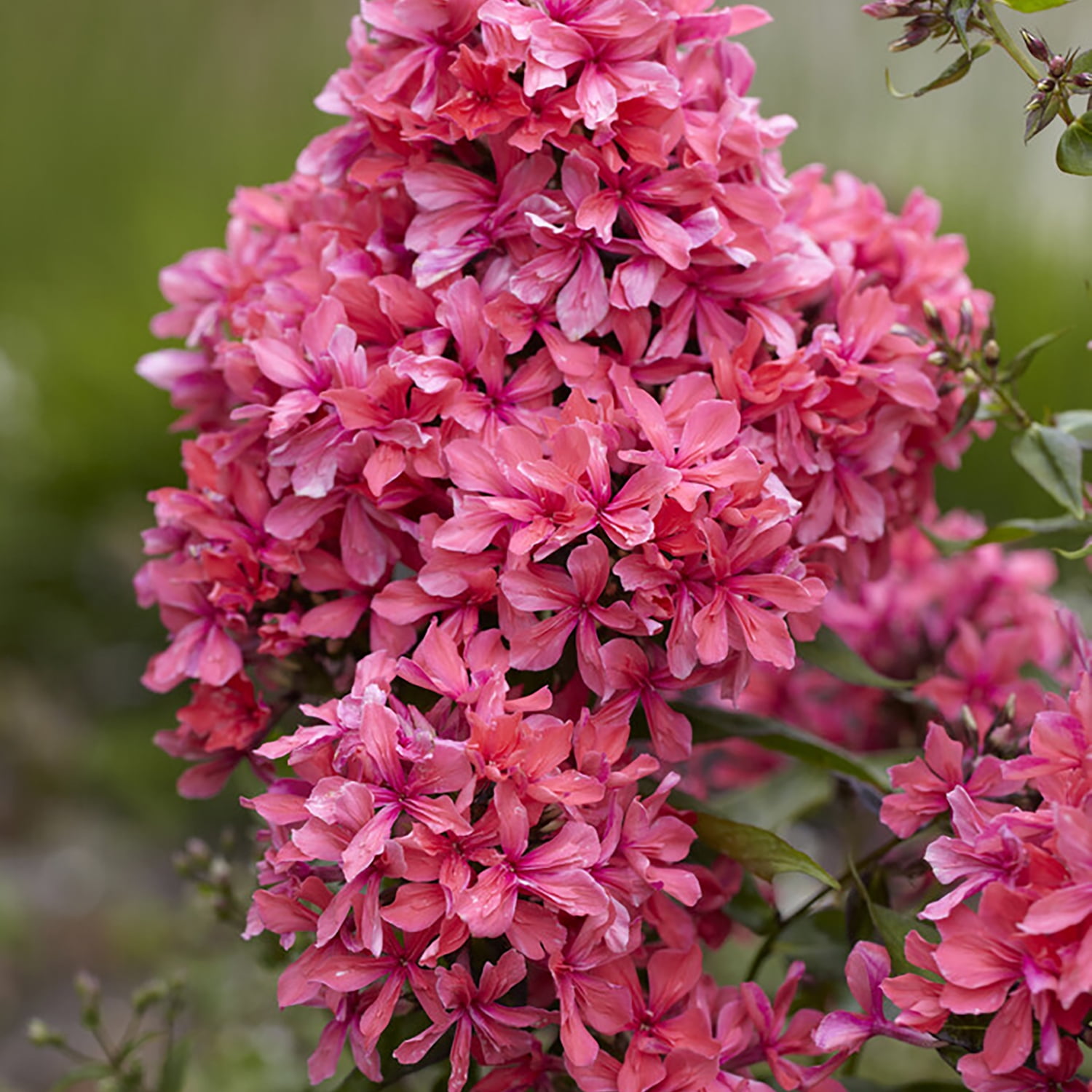 Van Zyverden Tall Phlox Paniculata Cleopatra Set of 5 Plant Roots Pink Partial Sun Perennial Pollinator 1 lb